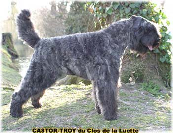 bouvier des flandres du clos de la luette - copyright d&eacute;pos&eacute;